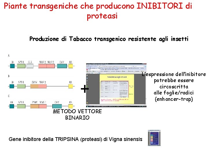 Piante transgeniche producono INIBITORI di proteasi Produzione di Tabacco transgenico resistente agli insetti +