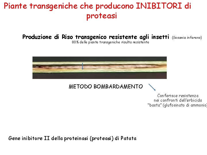 Piante transgeniche producono INIBITORI di proteasi Produzione di Riso transgenico resistente agli insetti 80%