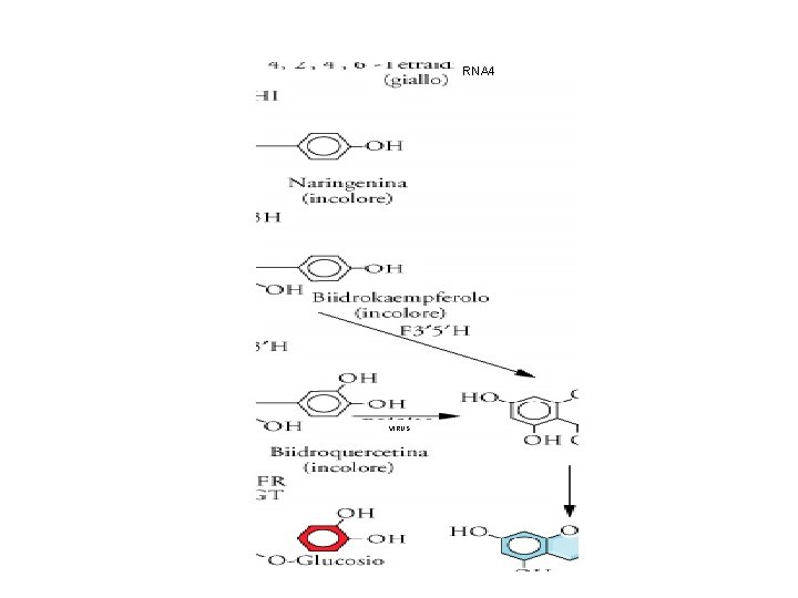 RNA 4 VIRUS 