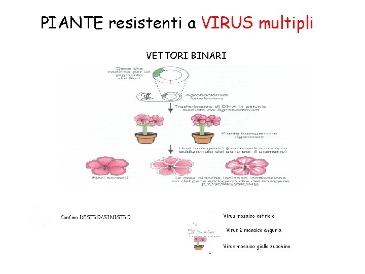 PIANTE resistenti a VIRUS multipli VETTORI BINARI Confine DESTRO/SINISTRO Virus mosaico cetriolo Virus 2