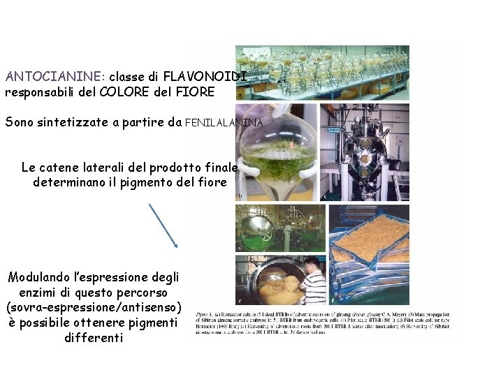 ANTOCIANINE: classe di FLAVONOIDI responsabili del COLORE del FIORE Sono sintetizzate a partire da