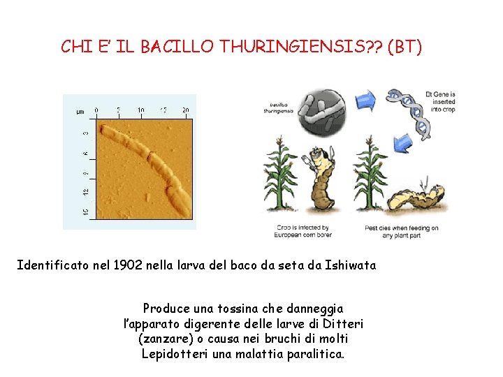 CHI E’ IL BACILLO THURINGIENSIS? ? (BT) Identificato nel 1902 nella larva del baco
