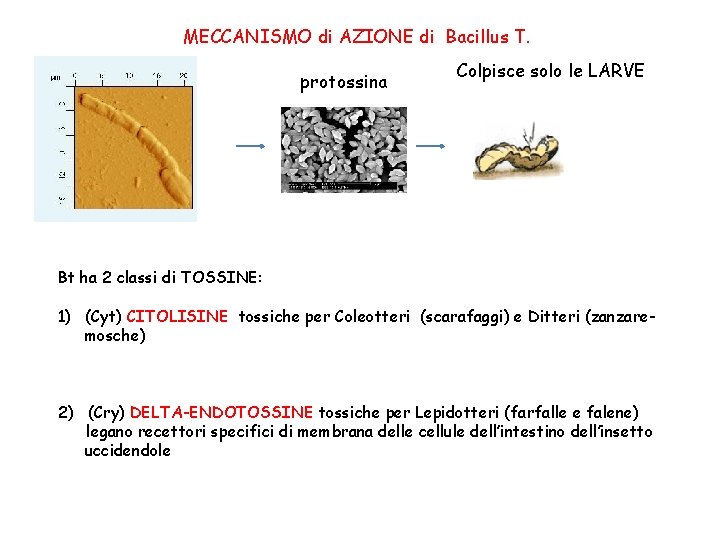MECCANISMO di AZIONE di Bacillus T. protossina Colpisce solo le LARVE Bt ha 2