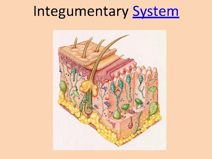 Integumentary System 