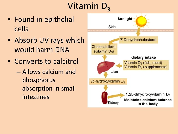 Vitamin D 3 • Found in epithelial cells • Absorb UV rays which would