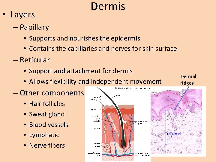 • Layers Dermis – Papillary • Supports and nourishes the epidermis • Contains • Layers Dermis – Papillary • Supports and nourishes the epidermis • Contains