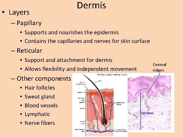  • Layers Dermis – Papillary • Supports and nourishes the epidermis • Contains