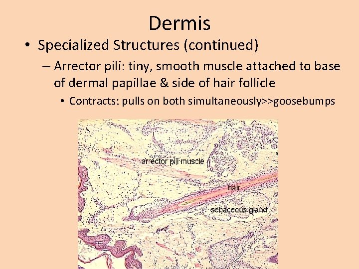 Dermis • Specialized Structures (continued) – Arrector pili: tiny, smooth muscle attached to base