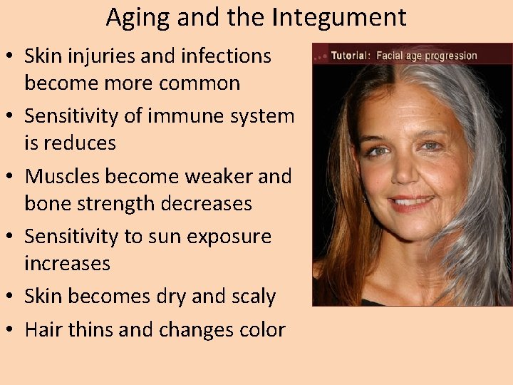 Aging and the Integument • Skin injuries and infections become more common • Sensitivity