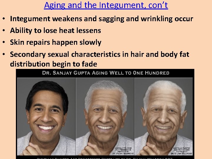 Aging and the Integument, con’t • • Integument weakens and sagging and wrinkling occur