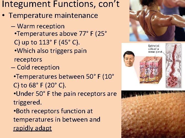 Integument Functions, con’t • Temperature maintenance – Warm reception • Temperatures above 77° F