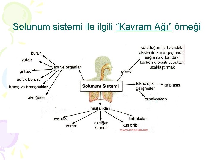 Solunum sistemi ile ilgili “Kavram Ağı” örneği 