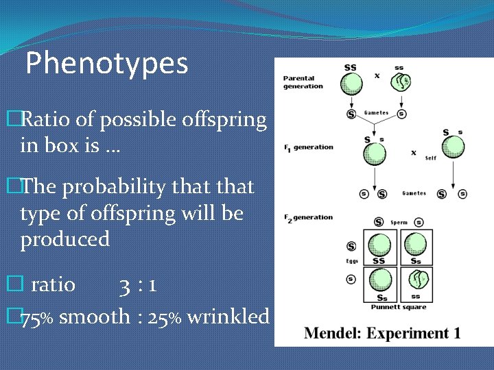 Phenotypes �Ratio of possible offspring in box is … �The probability that type of