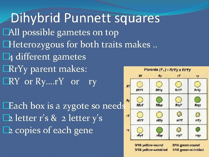 Dihybrid Punnett squares �All possible gametes on top �Heterozygous for both traits makes. .