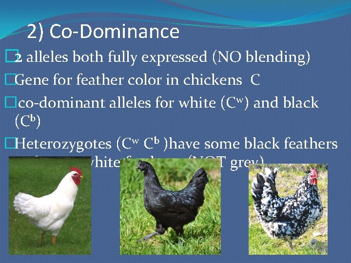 2) Co-Dominance � 2 alleles both fully expressed (NO blending) �Gene for feather color