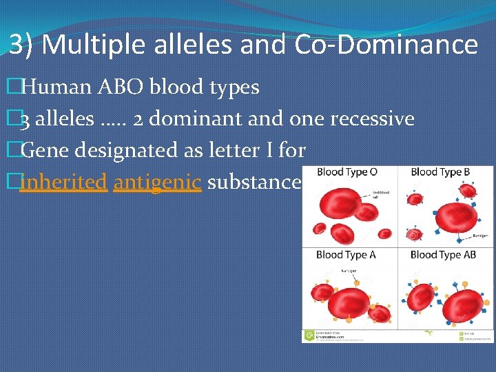 3) Multiple alleles and Co-Dominance �Human ABO blood types � 3 alleles …. .