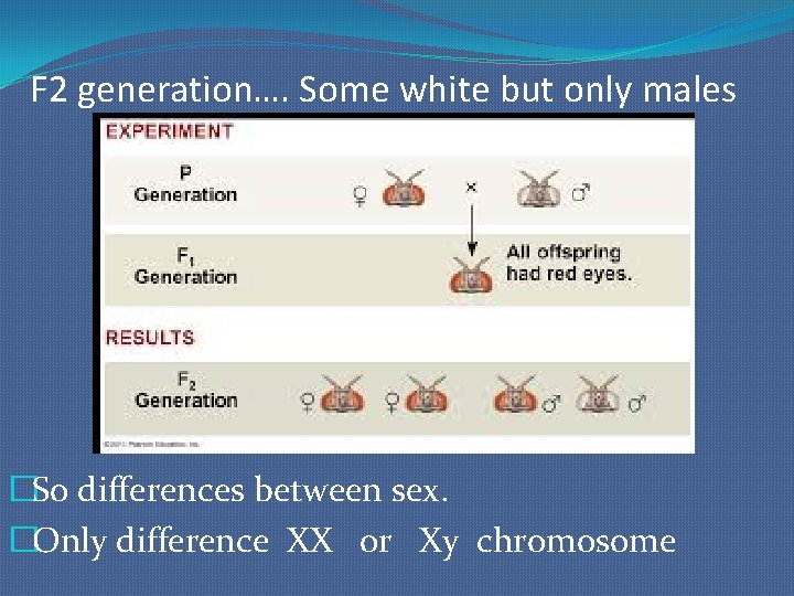 F 2 generation…. Some white but only males �So differences between sex. �Only difference