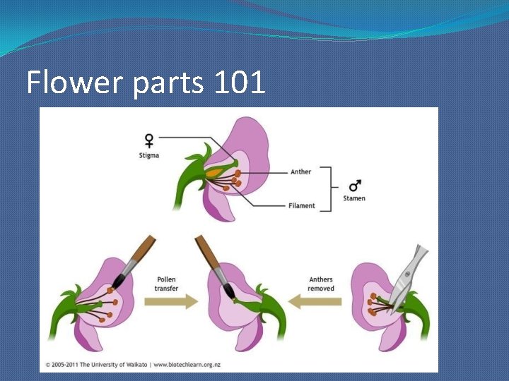 Flower parts 101 