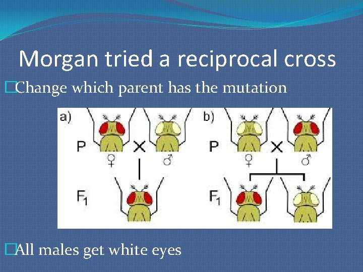 Morgan tried a reciprocal cross �Change which parent has the mutation �All males get