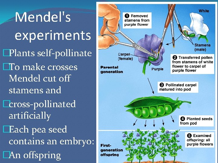 Mendel's experiments �Plants self-pollinate �To make crosses Mendel cut off stamens and �cross-pollinated artificially