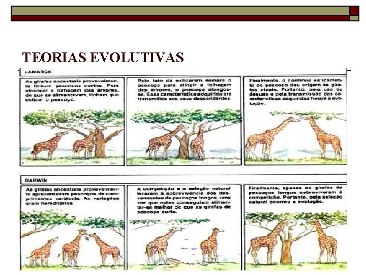 TEORIAS EVOLUTIVAS 