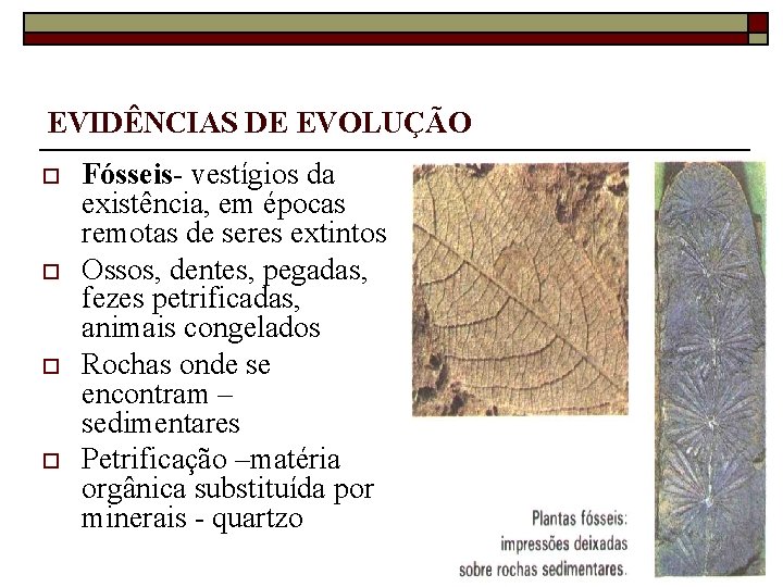 EVIDÊNCIAS DE EVOLUÇÃO o o Fósseis- vestígios da existência, em épocas remotas de seres