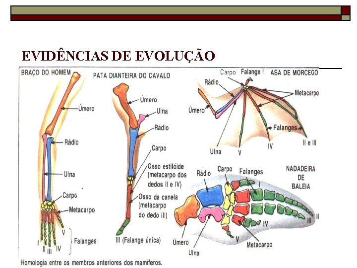 EVIDÊNCIAS DE EVOLUÇÃO 