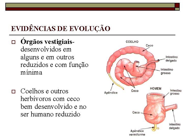 EVIDÊNCIAS DE EVOLUÇÃO o Órgãos vestigiaisdesenvolvidos em alguns e em outros reduzidos e com