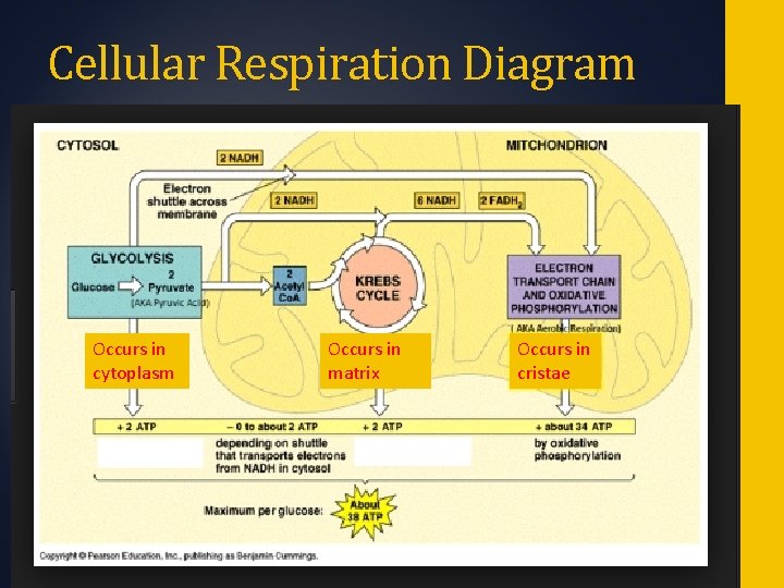Cellular Respiration Diagram Occurs in cytoplasm Occurs in matrix Occurs in cristae 