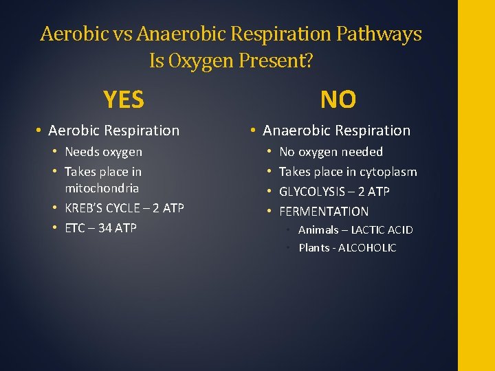 Aerobic vs Anaerobic Respiration Pathways Is Oxygen Present? YES • Aerobic Respiration • Needs