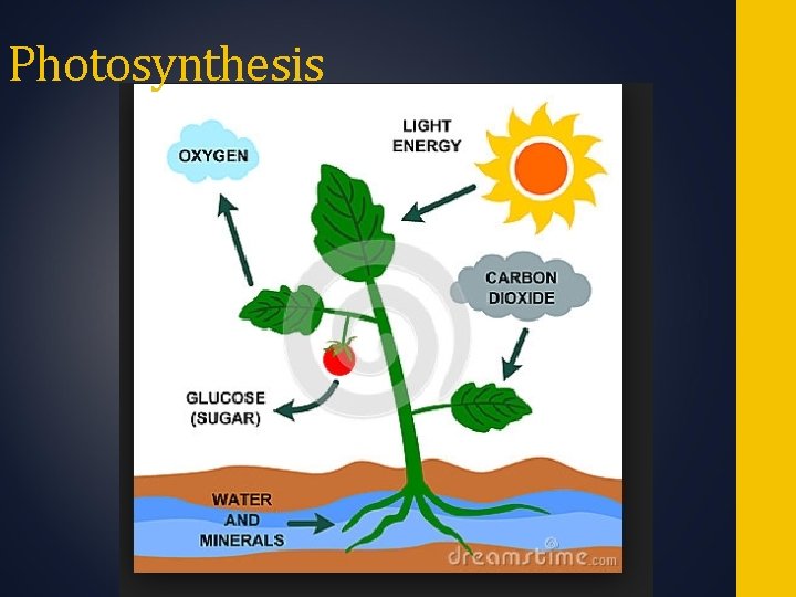 Photosynthesis 