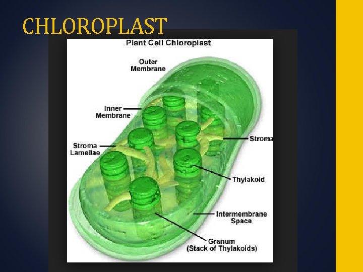 CHLOROPLAST 