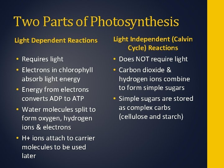 Two Parts of Photosynthesis Light Dependent Reactions Light Independent (Calvin Cycle) Reactions • Requires