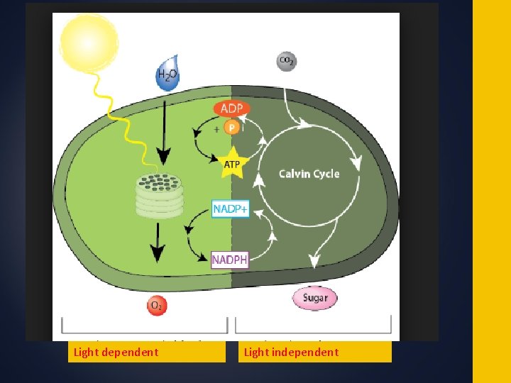 Light dependent Light independent 