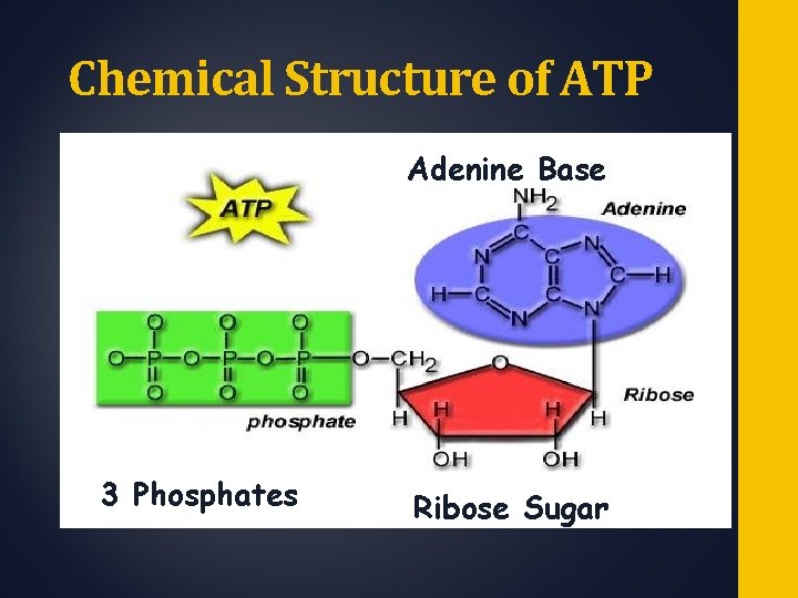 Chemical Structure of ATP Adenine Base 3 Phosphates Ribose Sugar 