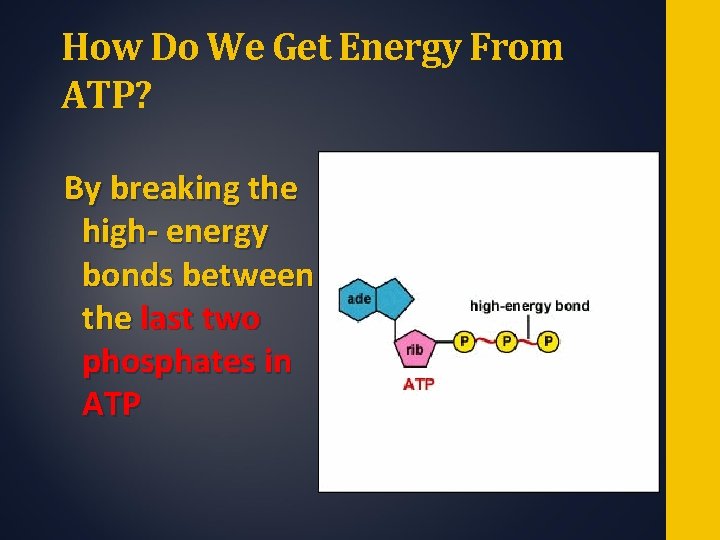 How Do We Get Energy From ATP? By breaking the high- energy bonds between