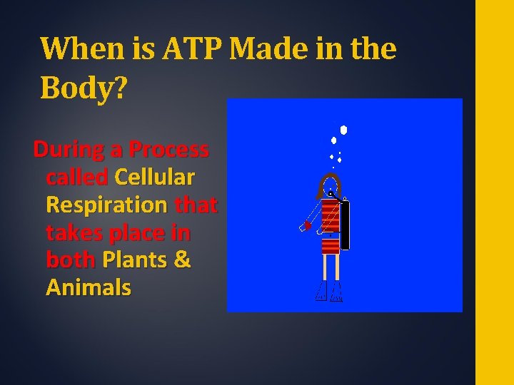 When is ATP Made in the Body? During a Process called Cellular Respiration that