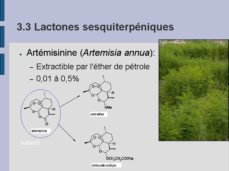 3. 3 Lactones sesquiterpéniques ● Artémisinine (Artemisia annua): – Extractible par l'éther de pétrole