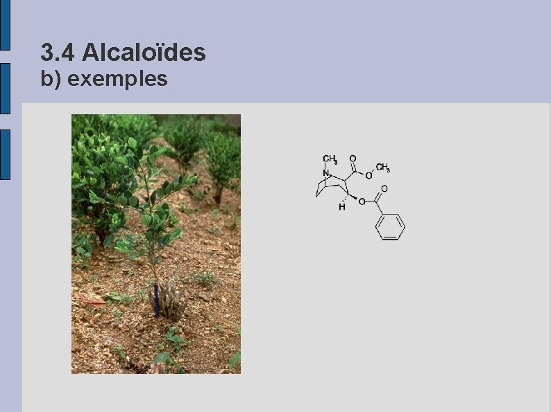 3. 4 Alcaloïdes b) exemples 