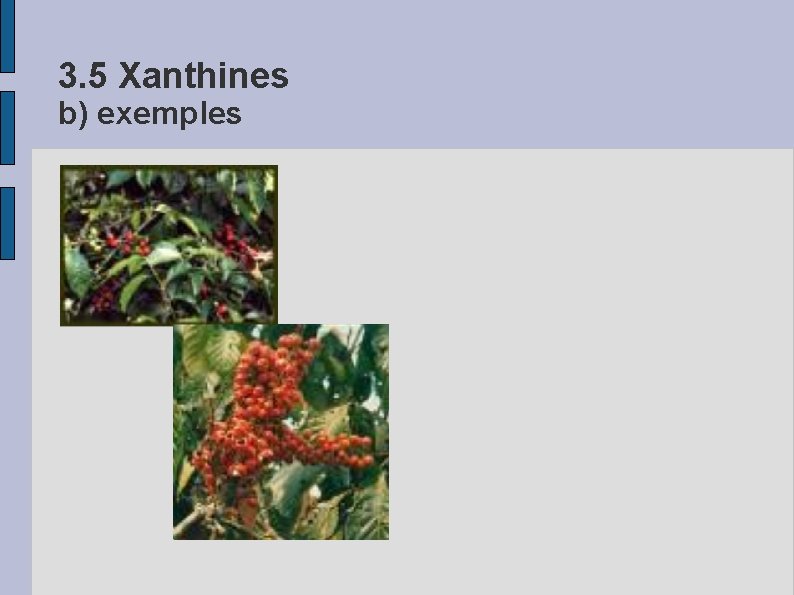 3. 5 Xanthines b) exemples 