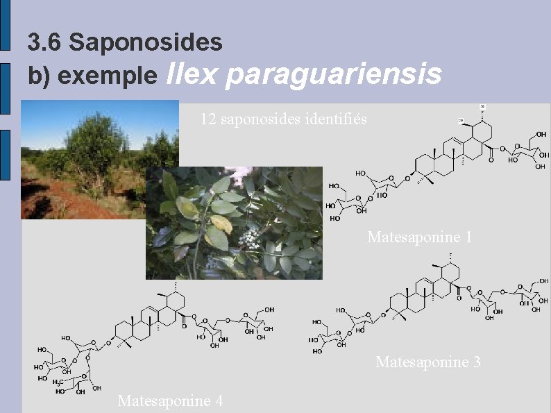 3. 6 Saponosides b) exemple Ilex paraguariensis 12 saponosides identifiés Matesaponine 1 Matesaponine 3