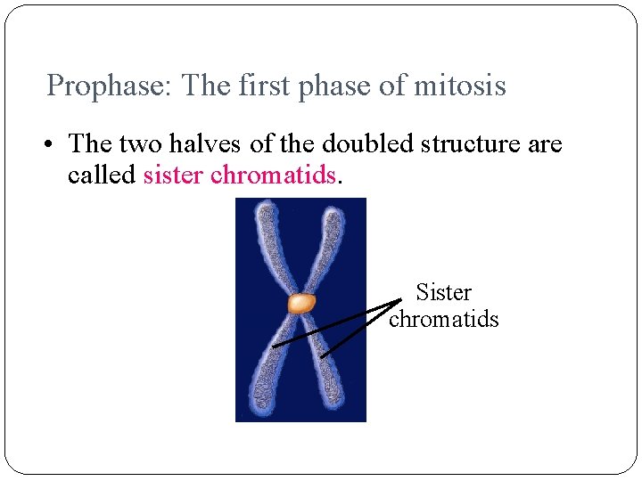 Prophase: The first phase of mitosis • The two halves of the doubled structure