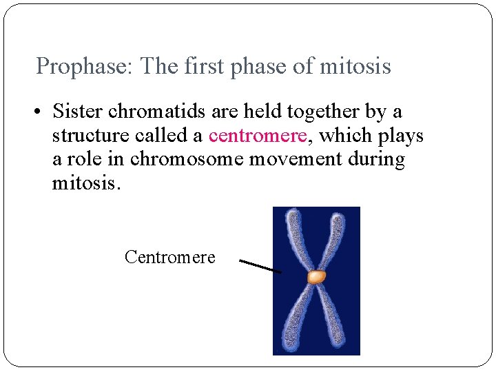 Prophase: The first phase of mitosis • Sister chromatids are held together by a