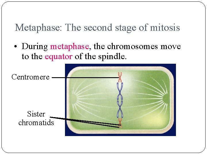 Metaphase: The second stage of mitosis • During metaphase, the chromosomes move to the