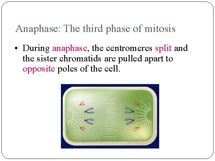 Anaphase: The third phase of mitosis • During anaphase, the centromeres split and the