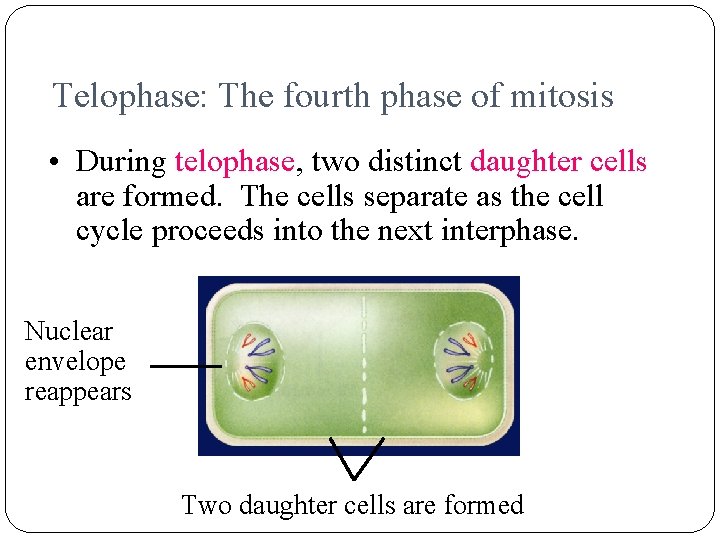 Telophase: The fourth phase of mitosis • During telophase, two distinct daughter cells are