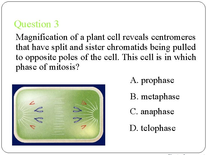 Question 3 Magnification of a plant cell reveals centromeres that have split and sister