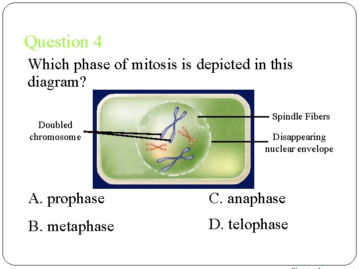 Question 4 Which phase of mitosis is depicted in this diagram? Doubled chromosome Spindle