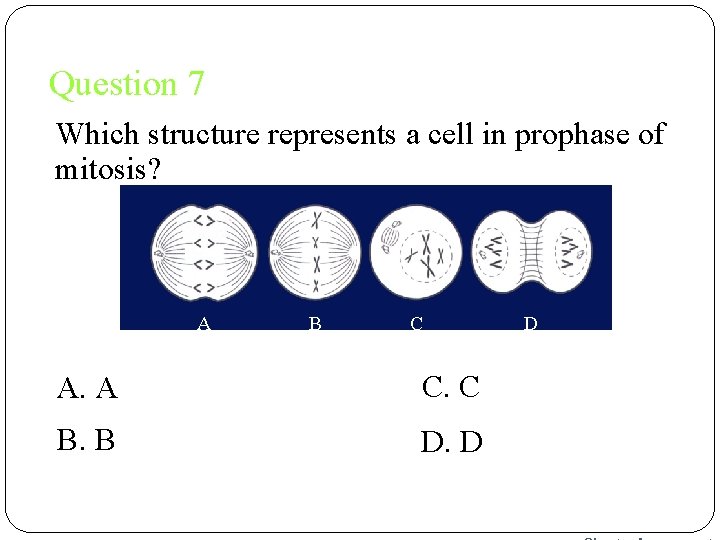 Question 7 Which structure represents a cell in prophase of mitosis? A B C