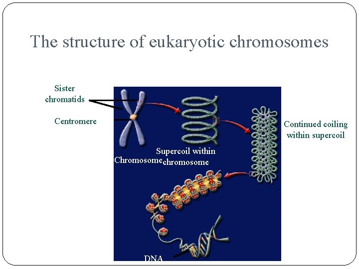 The structure of eukaryotic chromosomes Sister chromatids Centromere Continued coiling within supercoil Supercoil within